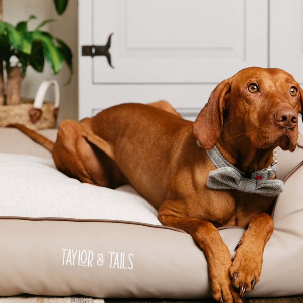 Best dog bed outlet for vizsla